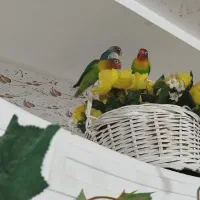 پرنده|پرنده|کوهدشت, |دیوار