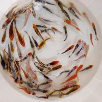 ماهی کوی|ماهی|یزد, |دیوار