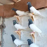 تعداد 14تا کله