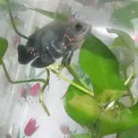 ماهی اسکار|ماهی|ملکآباد, |دیوار