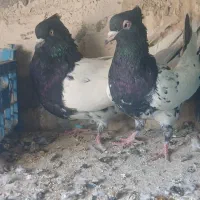 کله سیاه درشت|پرنده|بناب, |دیوار