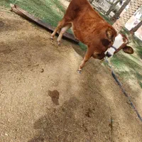 گاو فروشی|حیوانات مزرعه|فاریاب, |دیوار