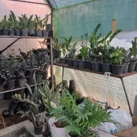 فروش گل متنوع|گل و گیاه طبیعی|قائم‌شهر, |دیوار
