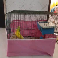 دوتامرغ عشق خوشگل وخوشرنگ