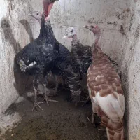 دو جفت بوقلمون نرو ماده