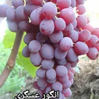 فروش نهال با تخفیف مناسب