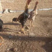 خروس لاری|حیوانات مزرعه|اهر, |دیوار