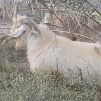 فروش گوسفند