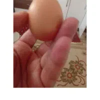 تخم مرغ محلی ارگانیک تازه ارسال رایگان درب منزل