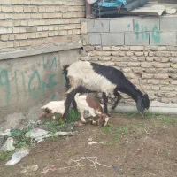 یک عدد بز دوقلو