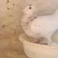 ماده  سار کله هما