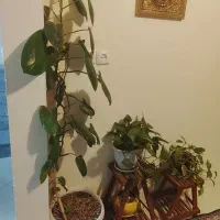 نظافت منزل انجام میدهم