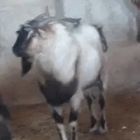 نر بز آلپاین