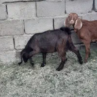 دوتا کره دوقلو|حیوانات مزرعه|ریگان, |دیوار