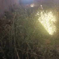 یونجه چیدن دومی خالص گول|عمده‌فروشی|خواجه, |دیوار