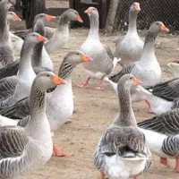 غاز اوکراینی