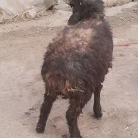 نر بره گوسفند|حیوانات مزرعه|مینودشت, |دیوار