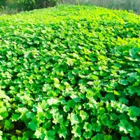 سبزی خورشتی وتوله|خوردنی و آشامیدنی|حمیدیه, |دیوار