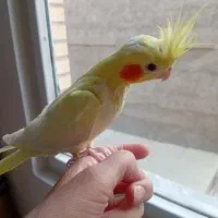 جوجه عروس هلندی لوتینو زعفرونی اصل|پرنده|اندیشه, اندیشه فاز ۱|دیوار