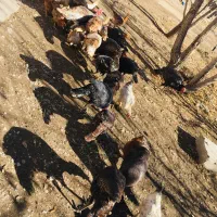 بوقلمون نر و ماده یکساله