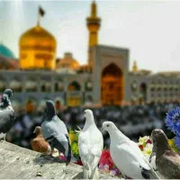 مشهد 7 اردیبهشت تولد امام رضا (ع)