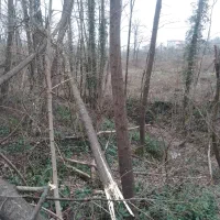 فروش  پنج درخت صنوبر و دو درخت لی فقط 23 میلیون