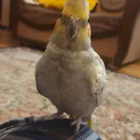 طوطی ملنگو|پرنده|تربت‌حیدریه, فرمانداری|دیوار