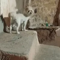 یه سگ خیلی خوشگل به فروش می‌رسد