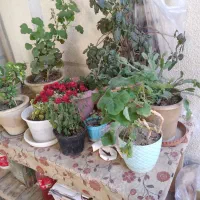 فر ش گل های متنوع|گل و گیاه طبیعی|سلماس, |دیوار