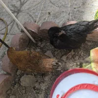 مرغ سه ماهه