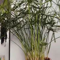 برگ انجیری، اگلونما، نخل مرداب، لیندا، قاشقی|گل و گیاه طبیعی|تهران, وحیدیه|دیوار