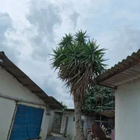 فروش درخت یوکاوسیکاس