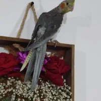 جوجه عروس هلندی