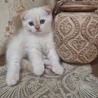 ۲ عدد گربه اسکاتیش بیریتیش گلد شجره دار