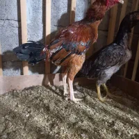 خروس لاری جوان