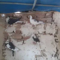 کفتر رنگی و پلاکی