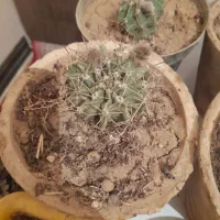 گل کاکتوس.با مرغ و جوجه معاوضه میکنم|گل و گیاه طبیعی|شاهین‌شهر, خانه کارگر|دیوار