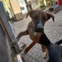 ژرمن|سگ|بیرجند, |دیوار