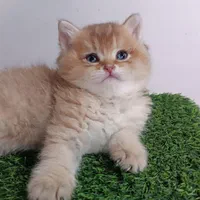 بچه گربه های بانمک و اشرافی(پرشین بریتیش اسکاتیش)|گربه|رشت, گلسار|دیوار