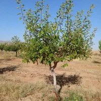 خریدارسیب