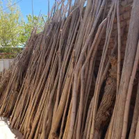 پایه طاق انگور و نهال باغ