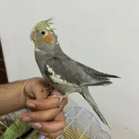 عروس هلندی|پرنده|قم, یزدان‌شهر|دیوار