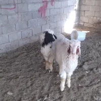 هویزه