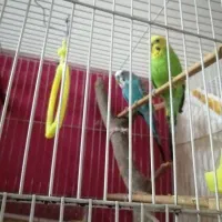 پرنده خوشکل زیبا