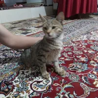 گربه پیدا شده در جعفر اباد.