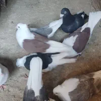 8تا دوبال مهر ماکلی|پرنده|مینودشت, |دیوار