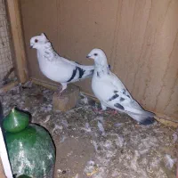 یک جفت شامی همراه با یکی جوجه