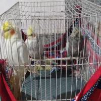 فروش  عروس هلندی