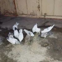 کبوترز|پرنده|نهاوند, |دیوار