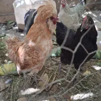 خروس لهستانی سلطان